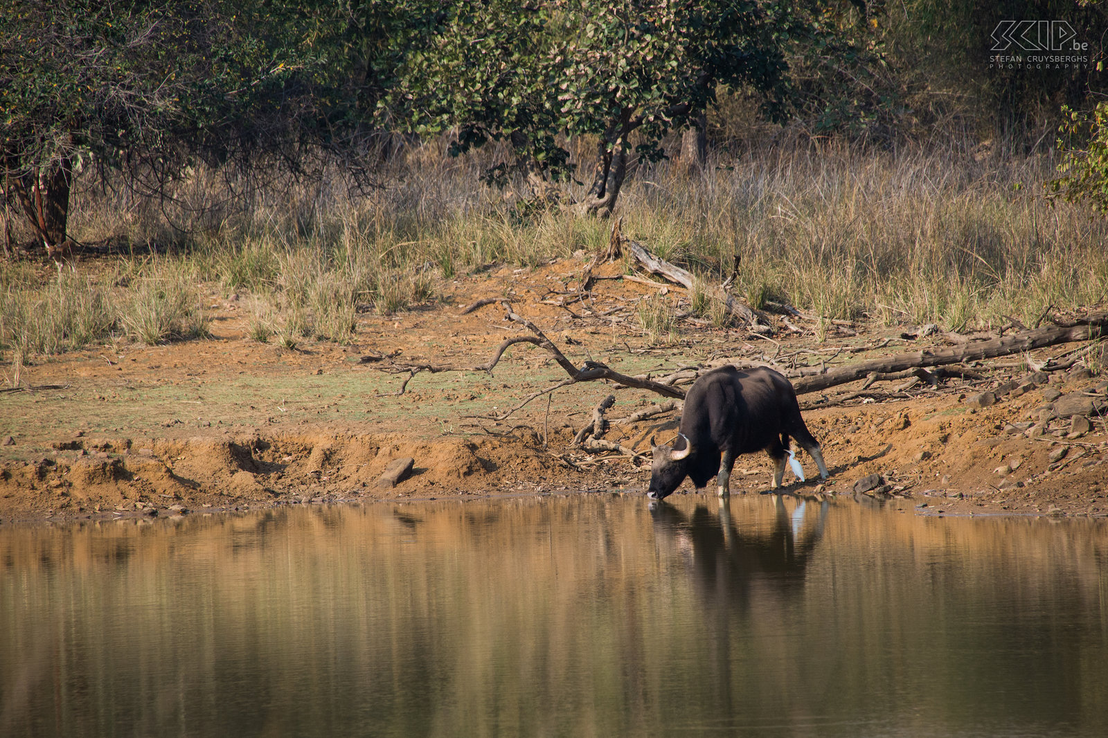 Tadoba - Gaur De gaur, soms ook wel de Indische bison genoemd, is het grootste rund van Azië. Stefan Cruysberghs